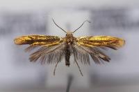 Argyresthia goedartella