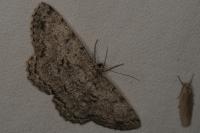 Hypomecis roboraria