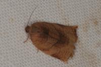 Archips podana