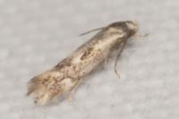 Elachista utonella