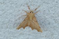 Ennomos erosaria