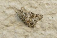 Hecatera dysodea