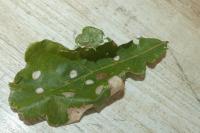 Tischeria ekebladella