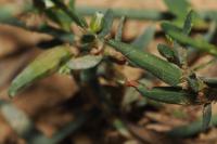 Augasma aeratella