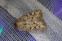 Luperina testacea