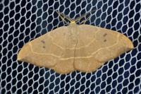 Watsonalla binaria