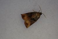 Archips podana