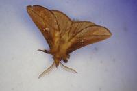 Euthrix potatoria