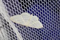 Idaea subsericeata