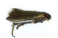 Glyphipterix fuscoviridella