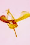 Glyphipterix fuscoviridella