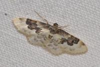 Idaea rusticata