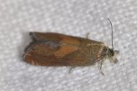 Dichrorampha vancouverana