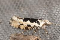 Ypsolopha sequella