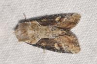 Lateroligia ophiogramma