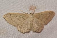 Idaea aversata