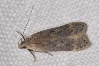 Anacampsis populella