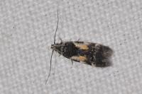 Teleiodes luculella