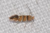 Phyllonorycter
