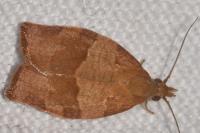 Pandemis heparana