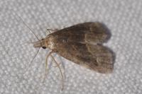 Schrankia costaestrigalis