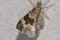 Epirrhoe alternata
