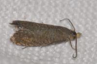 Dichrorampha senectana