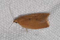 Clepsis consimilana