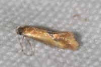 Batia lunaris
