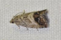 Cydia splendana