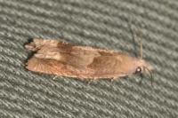 Eucosma conterminana