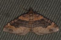 Xanthorhoe ferrugata