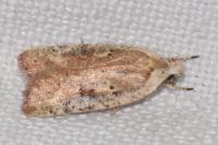 Agonopterix nervosa