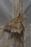 Macaria alternata