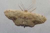 Idaea dimidiata