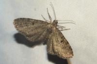 Eupithecia virgaureata