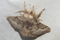 Trichiura crataegi