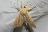 Mythimna straminea