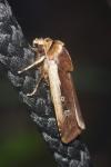 Ochropleura plecta