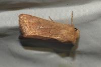 Mythimna albipuncta