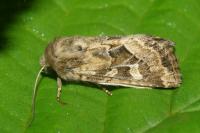 Luperina dumerilii