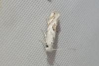 Bucculatrix albedinella