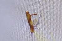 Caloptilia robustella