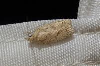 Agonopterix assimilella