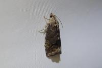Cydia splendana