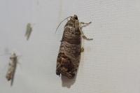 Cydia pomonella