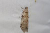 Acrobasis fallouella