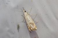 Catoptria falsella