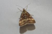 Pyrausta despicata