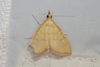 Anania crocealis